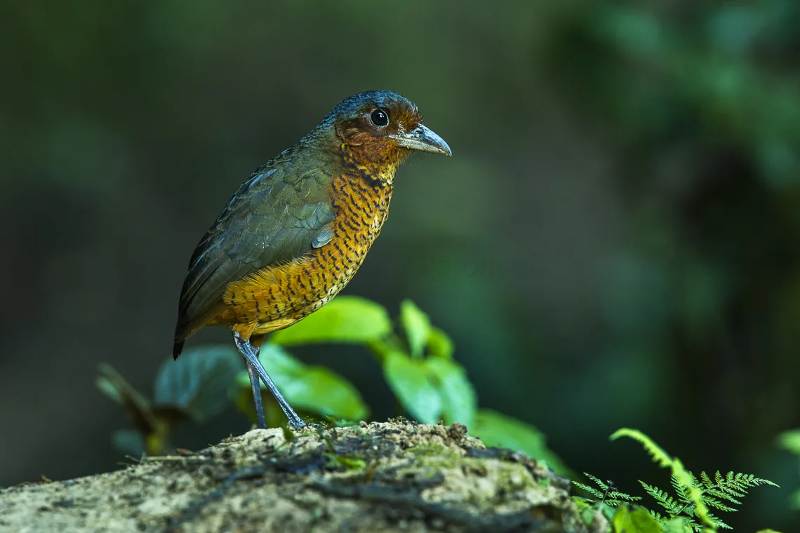 Antpittas of Mindo: The Paz de las Aves Experience Guide