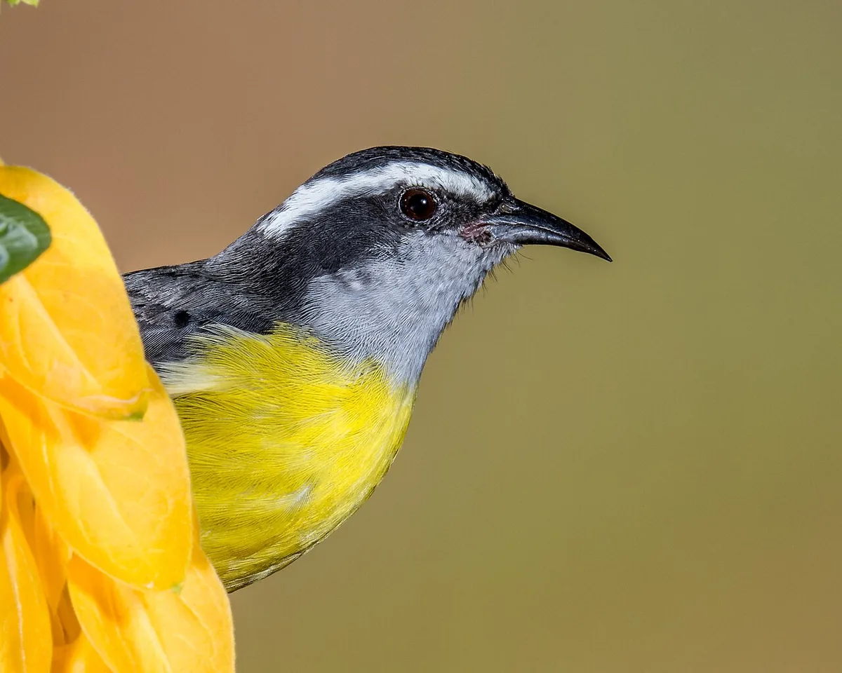 Best Time for Birdwatching in Mindo: Seasons & Species Guide