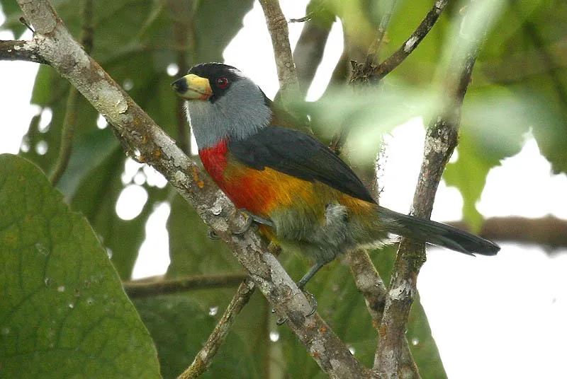 Birding the Chocó Andino: Mindo's Global Significance