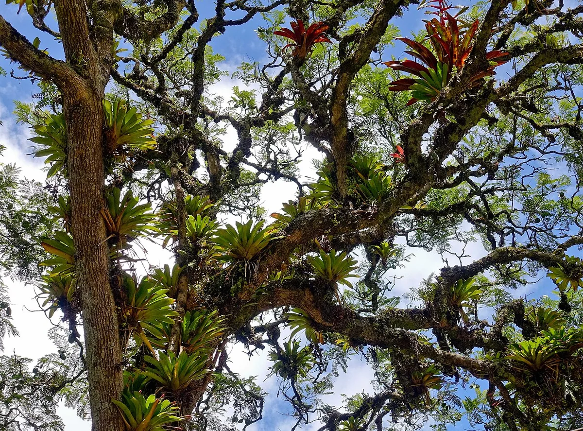 Mindo's Cloud Forest: What It Is & Why It's Unique