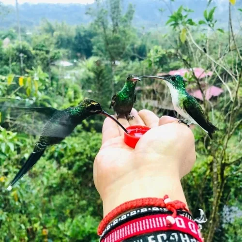 Ecuador Biodiversity Hotspot: Where Mindo Fits the Map