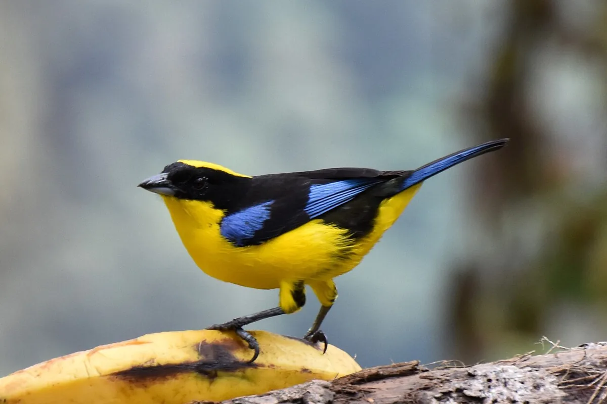 Mindo Birding Checklist: 50 Species to Look For