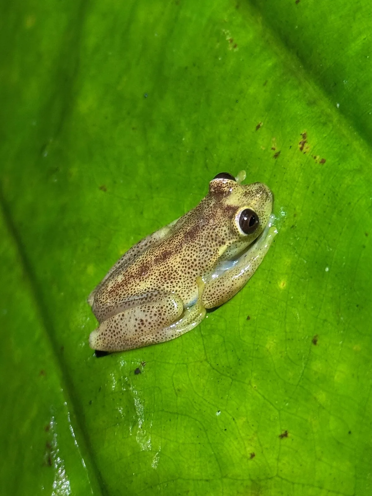 The Mindo frog concert: night walk to Lago Mindo