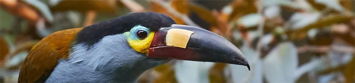 Galápagos to Mindo: Transfers & Logistics After the Cruise
