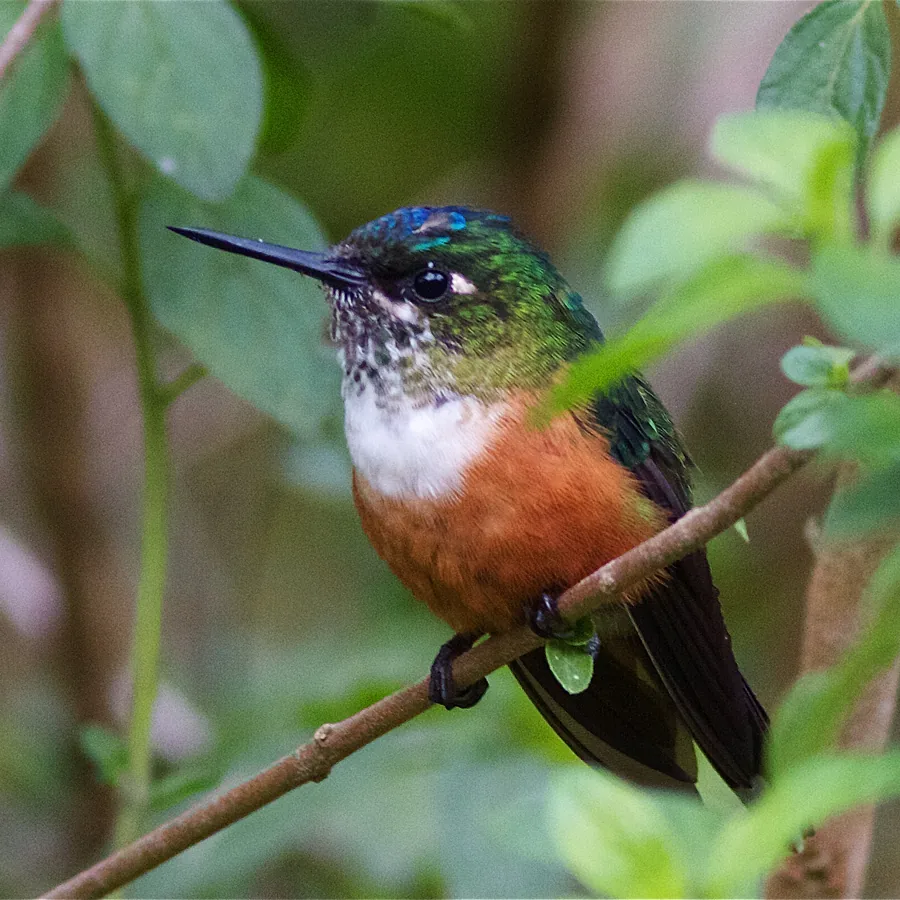 Hummingbird Species of Mindo & the Chocó: Complete Guide