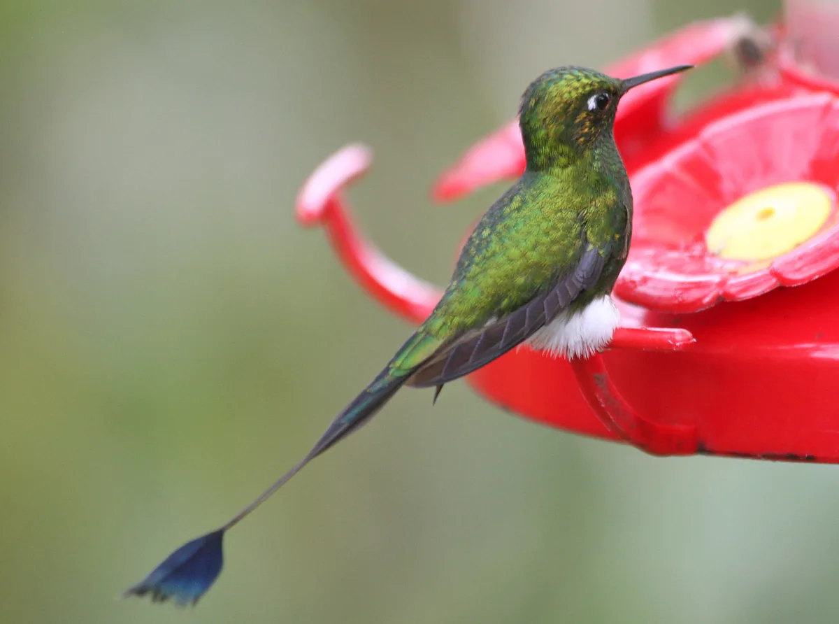 Hummingbirds of Mindo: 30+ Species, Where to See Them