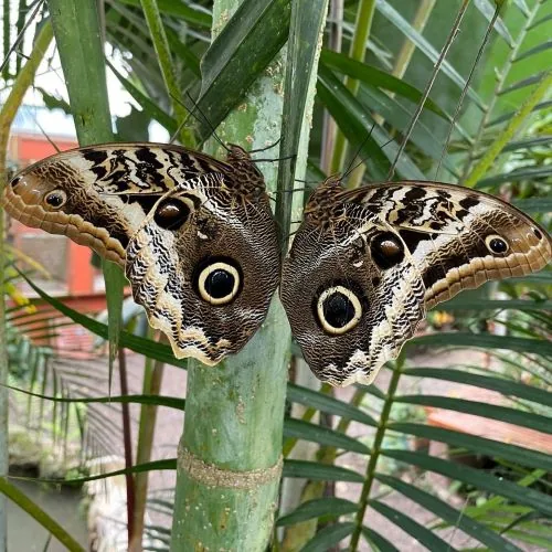 Mindo 2 Days / 1 Night: Cloud Forest at a Glance ($530)