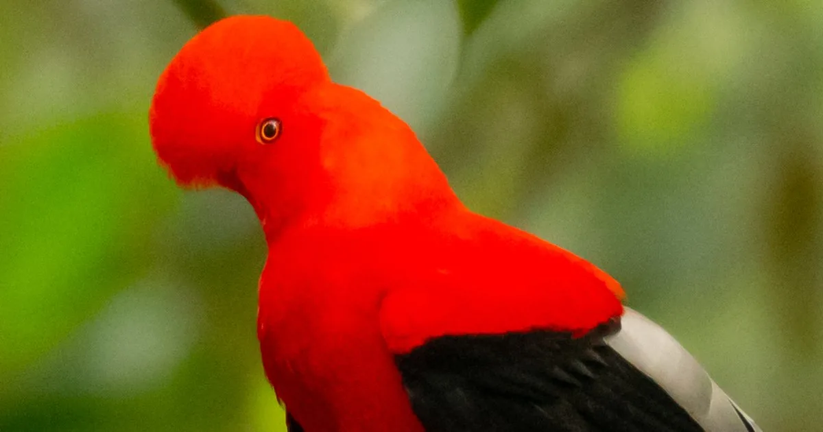 Mindo and Galápagos: How to Combine the Two Ecosystems