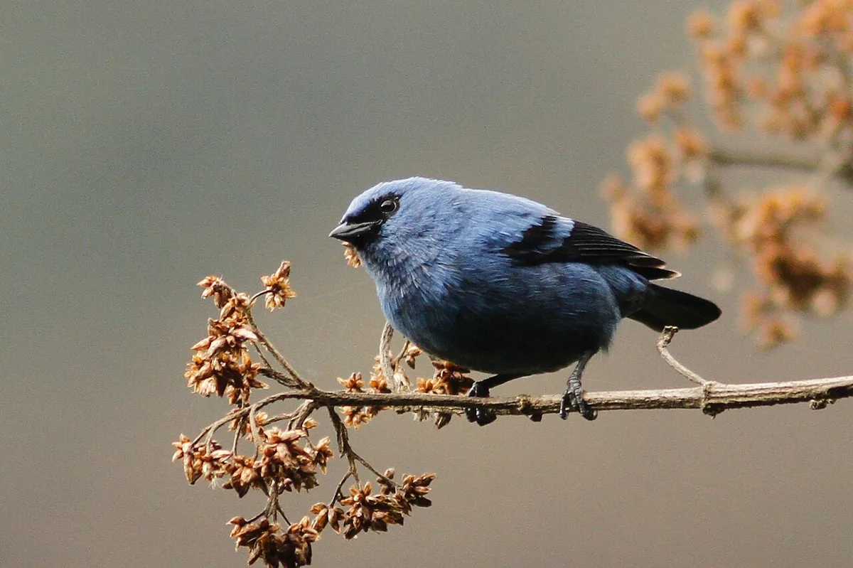 Mindo in August: Weather, Birding and Travel Tips
