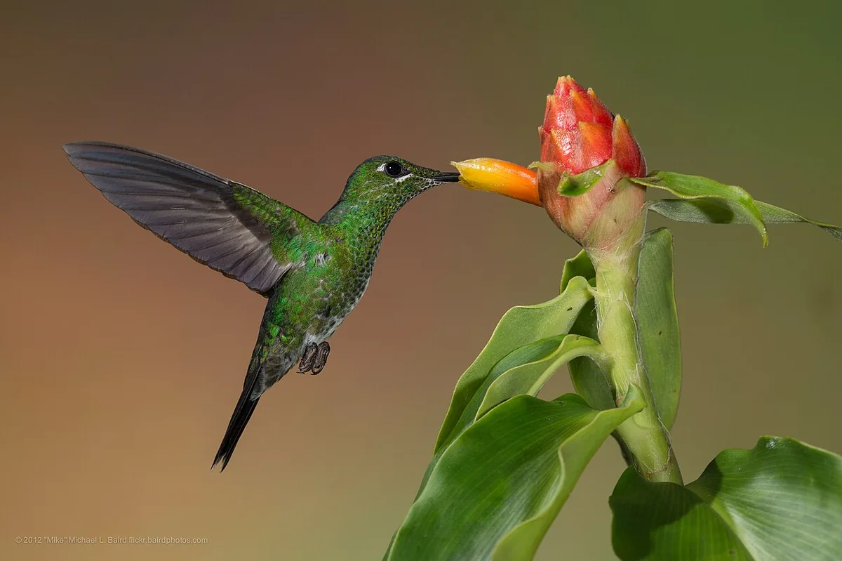 Mindo in January: Weather, Rain and Birding