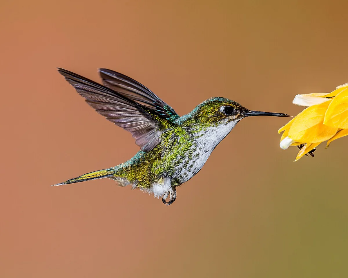 Mindo in May: Weather, Birding and Travel Tips