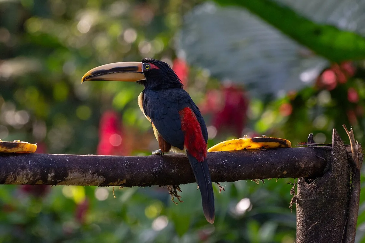 Mindo in October: Weather, Rain and Birding