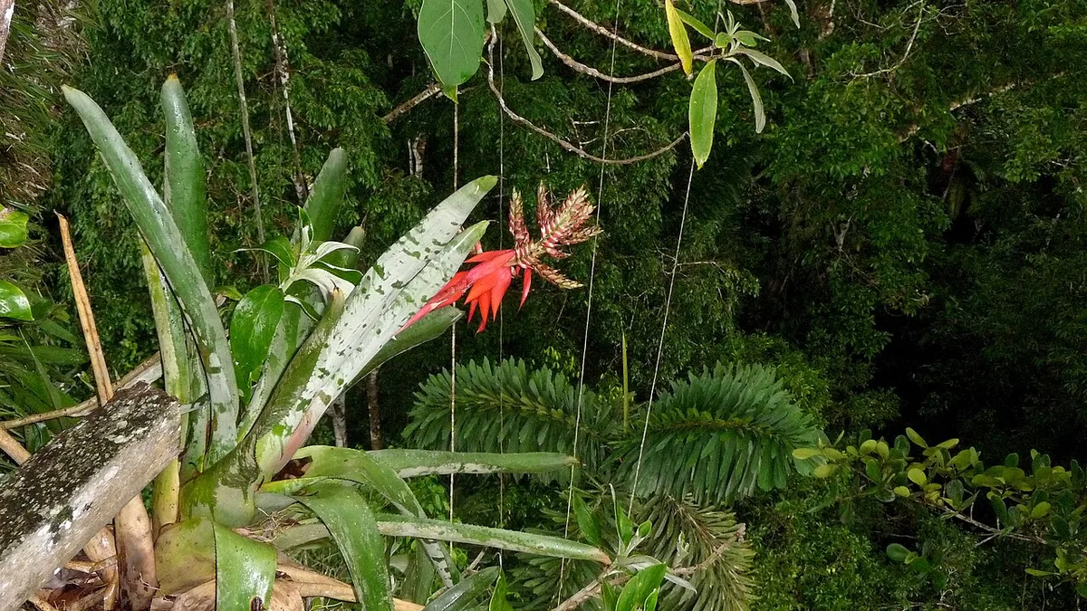 Mindo Flora: Orchids, Bromeliads and Epiphytes Guide