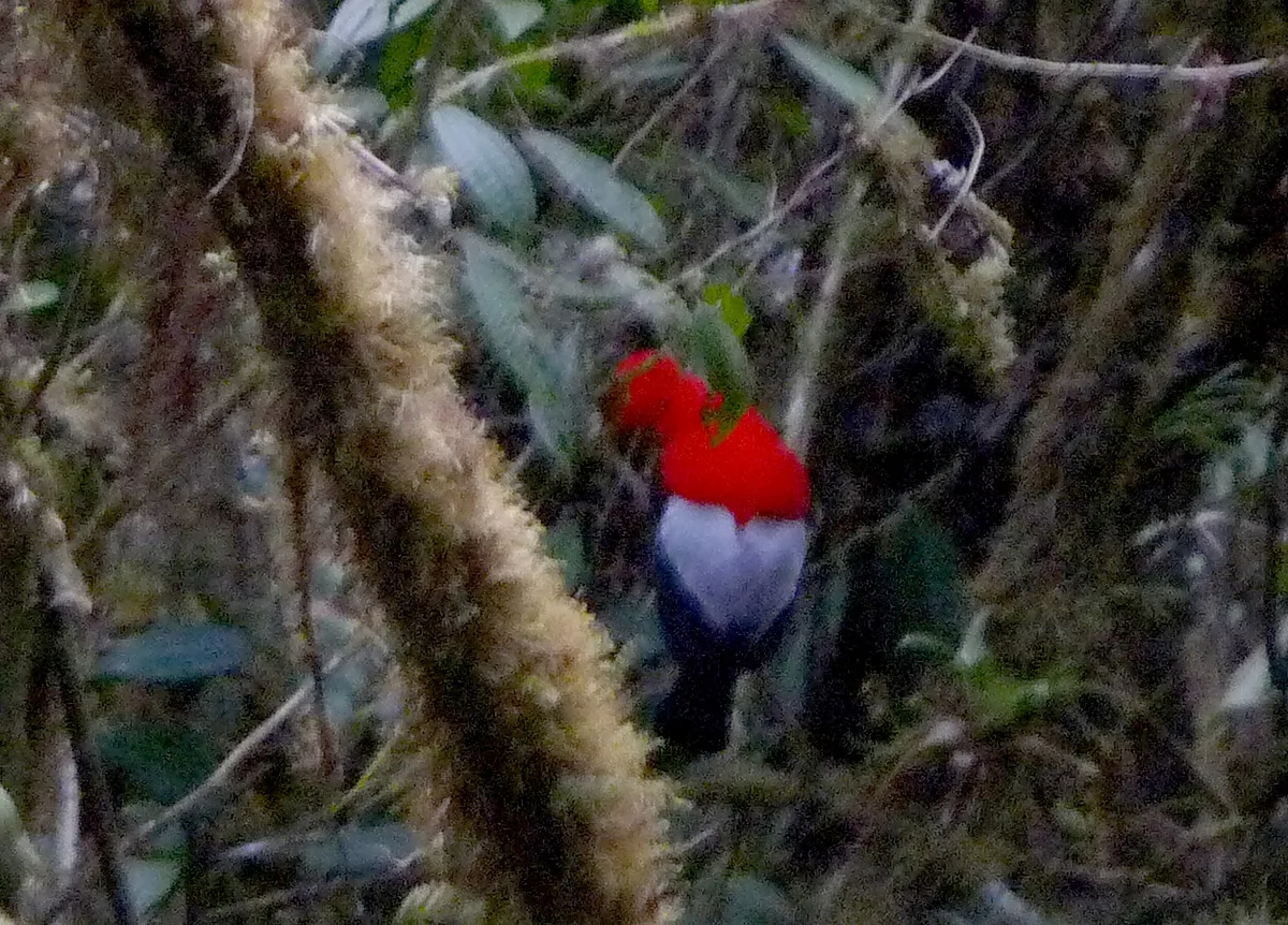 Mindo Wildlife: Animals of the Cloud Forest