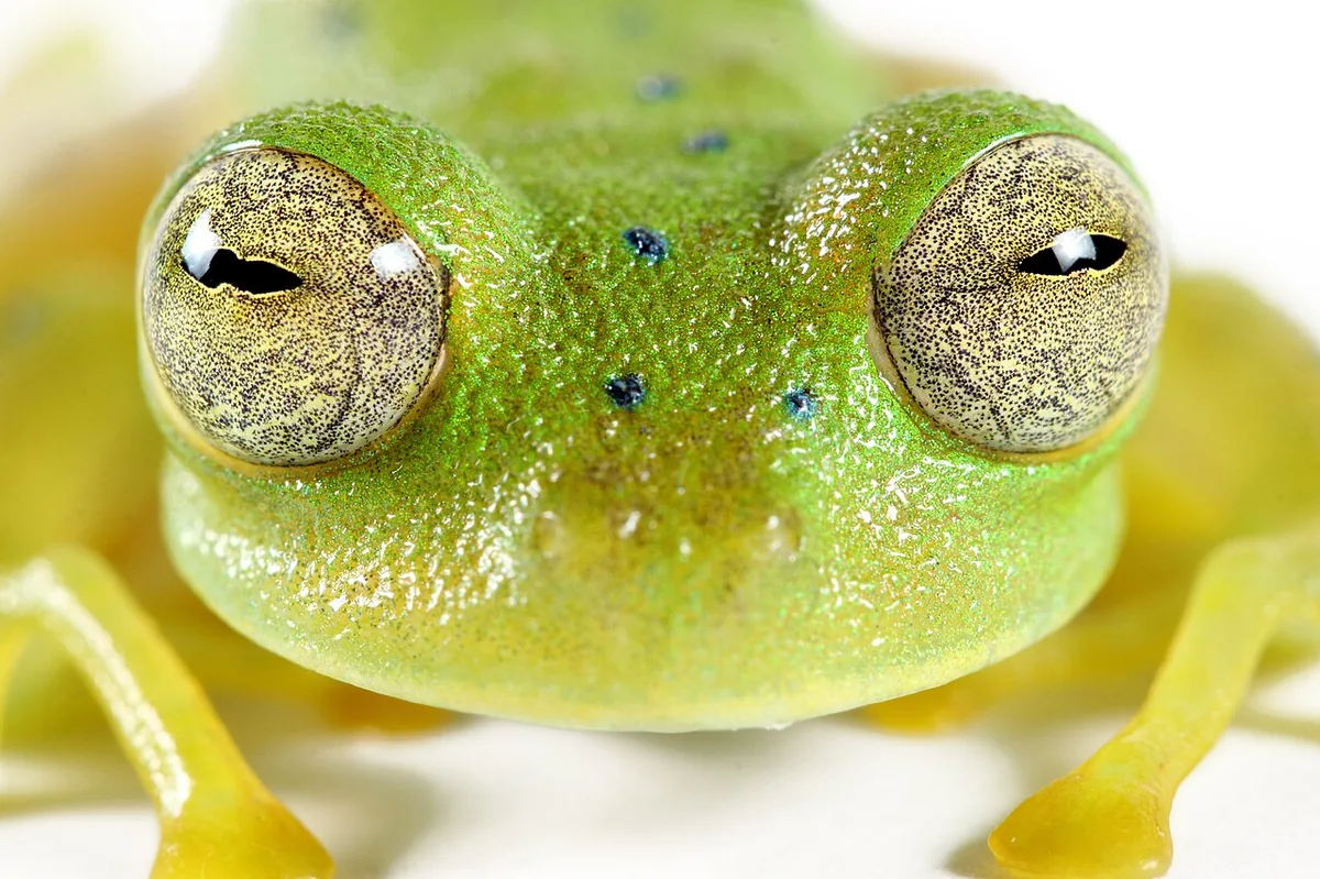 Night Walks in Mindo: Frogs, Kinkajous & Nocturnal Wildlife