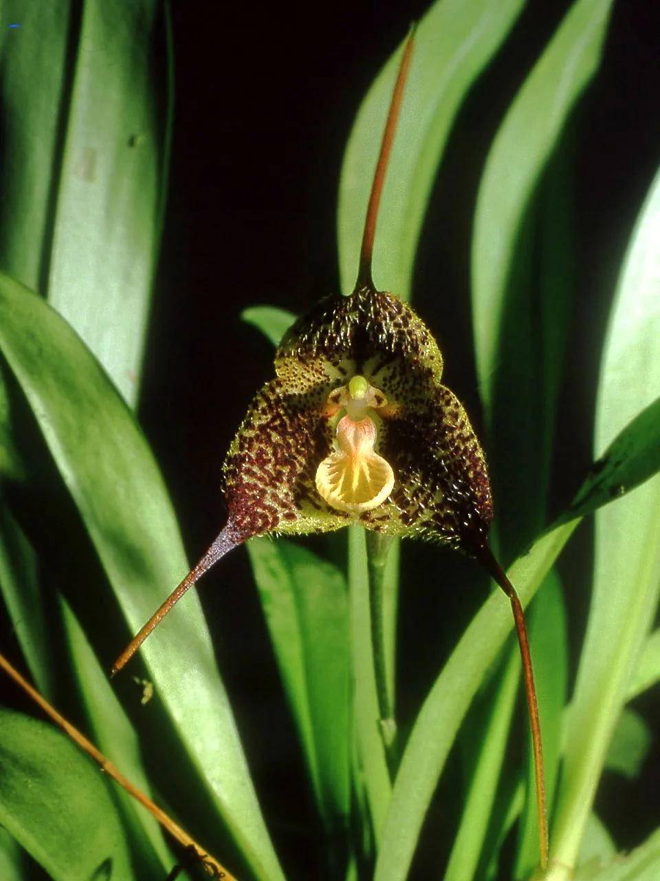Orchids of the Cloud Forest: Mindo's Hidden Treasures