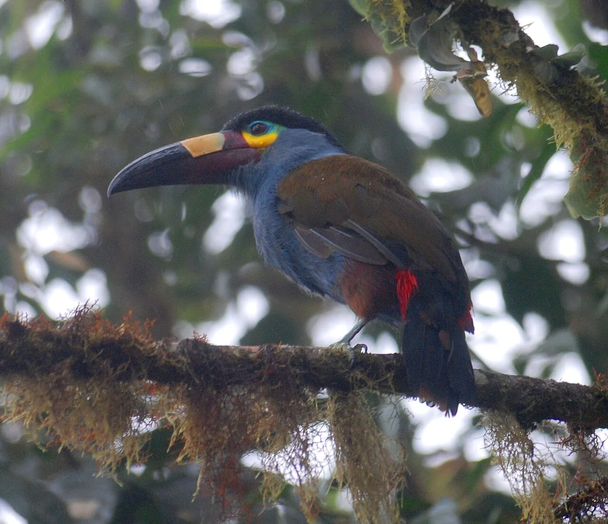 Plate-billed Mountain Toucan: Mindo's Cloud Forest Icon