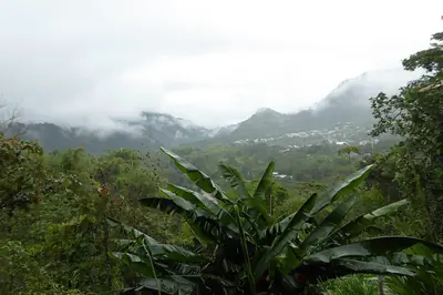 Three Altitudes in One Day: Mindo's Birding Elevations