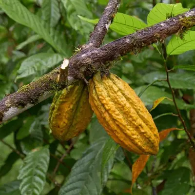 Cooking Classes & Local Food in Mindo