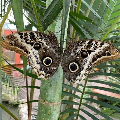 Mindo Butterfly Farm: Species, Hours & Tickets