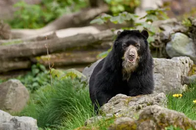 Spectacled Bears in Mindo's Cloud Forest: Where to Look