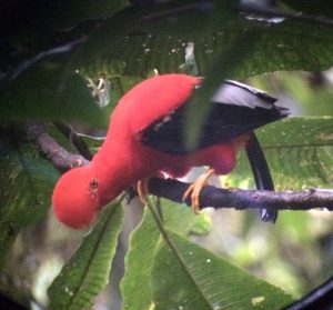 Cock of the Rock Mindo Ecuador