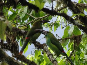 Crimson-rumped toucanet Mindo Ecuador