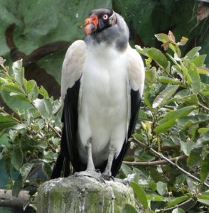 The King Vulture Mindo Ecuador