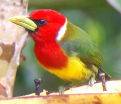 Red head barbet