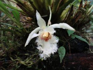 orchid mindo ecuador