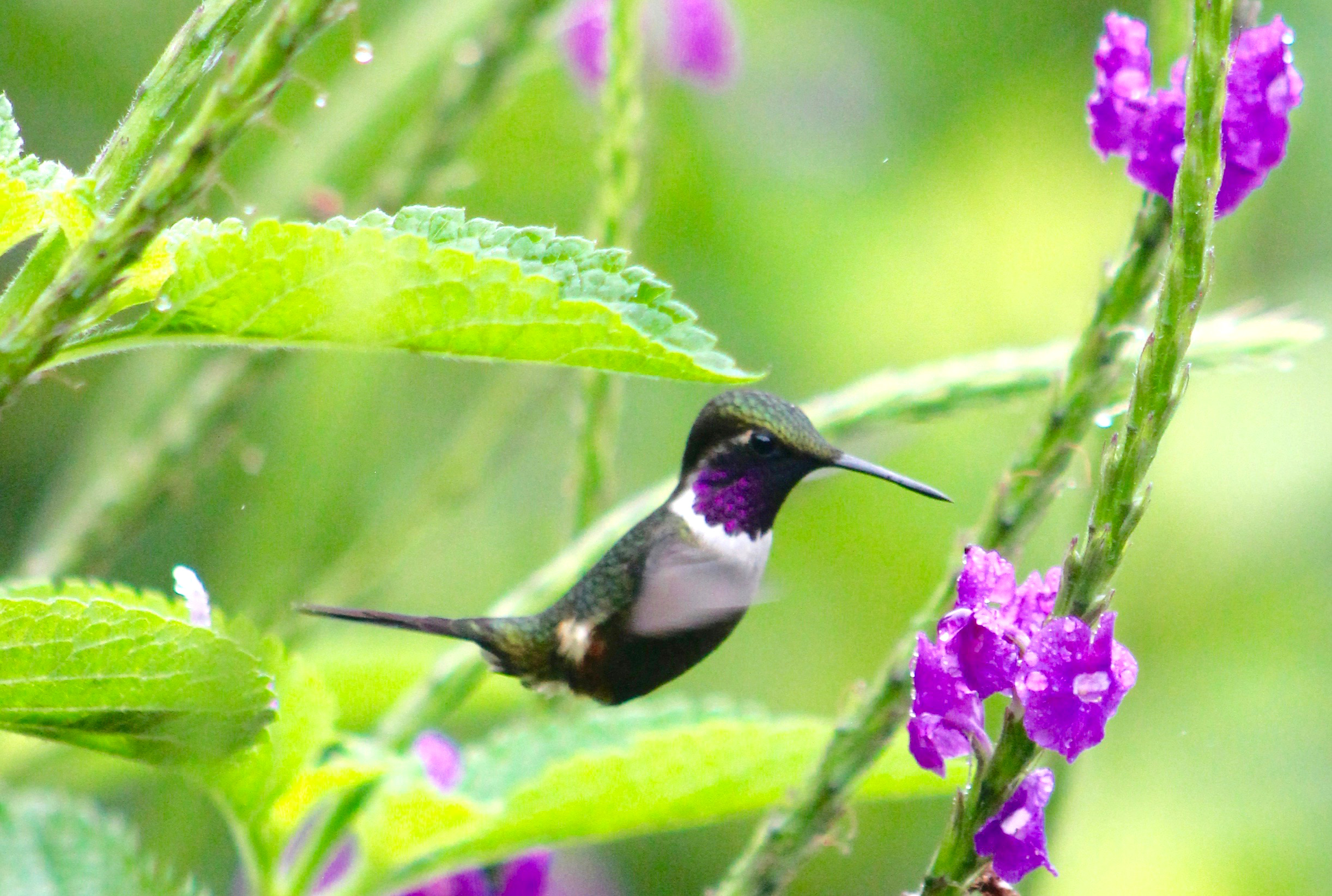 colibri1 colibri1