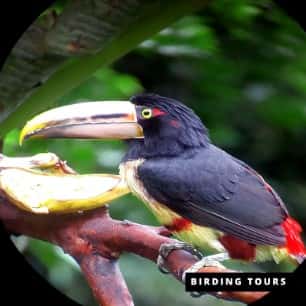 Aracari Toucan -