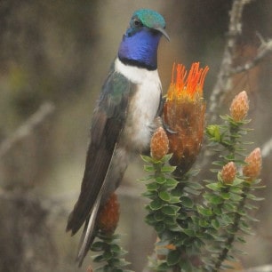 Blue throated Hillstar 3 -