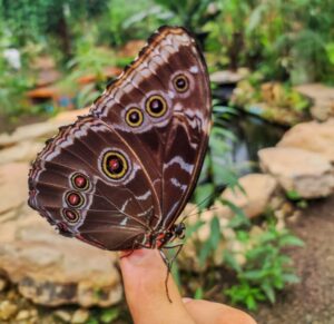 Butterfly Mindo -