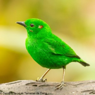 Glistening green Tanager 1 -