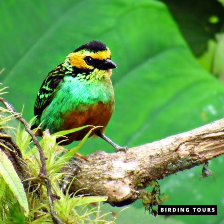 Golden eared Tanager dana -