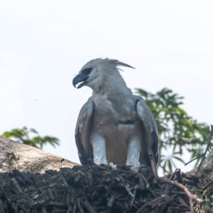 Harpy Eagle 306 -