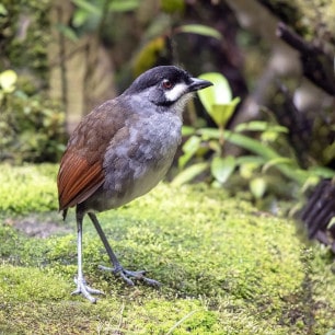 Jocotoco Antpitta 1 -