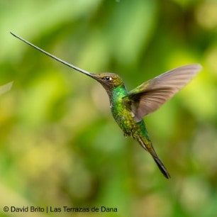 Sword billed Hummingbird -