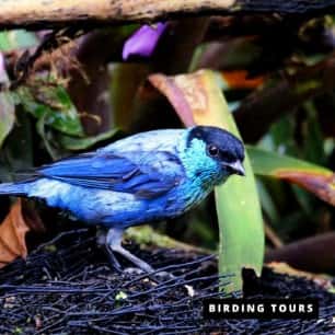 Tanager -