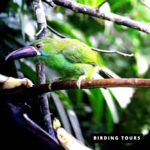 Toucanet 306 -