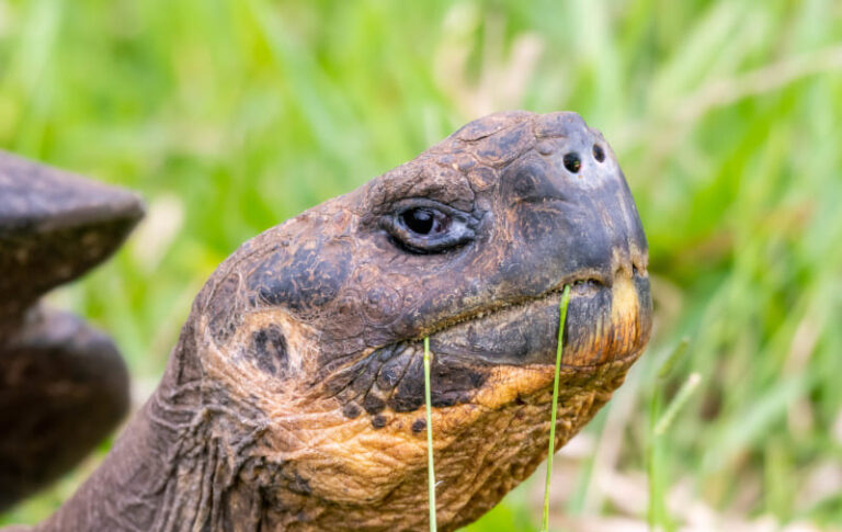 Tortoise Galapagos