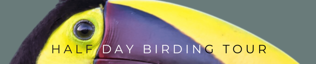 toucan7 -