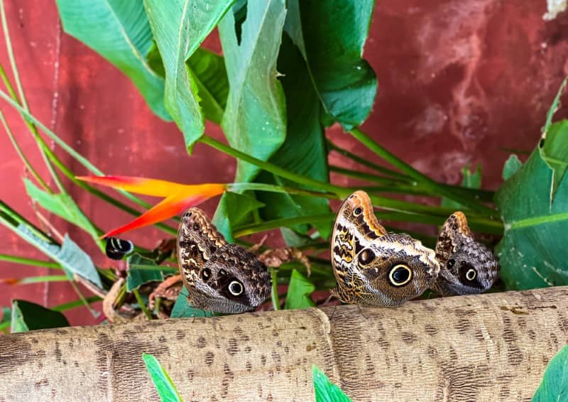 Butterfly Farm