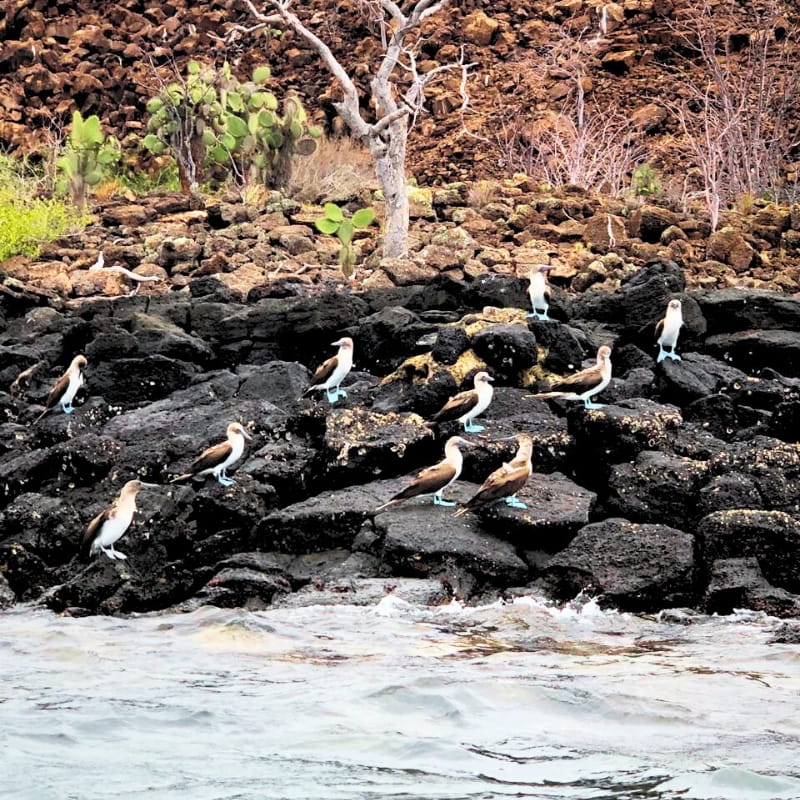 Galapago Cruises